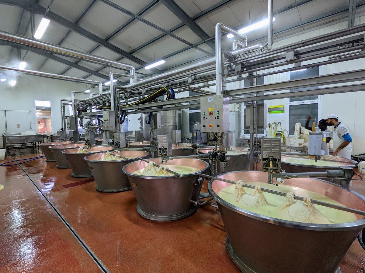 Vats of milk, becoming cheese