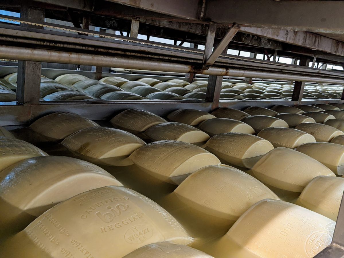 Rounds of cheese floating in water