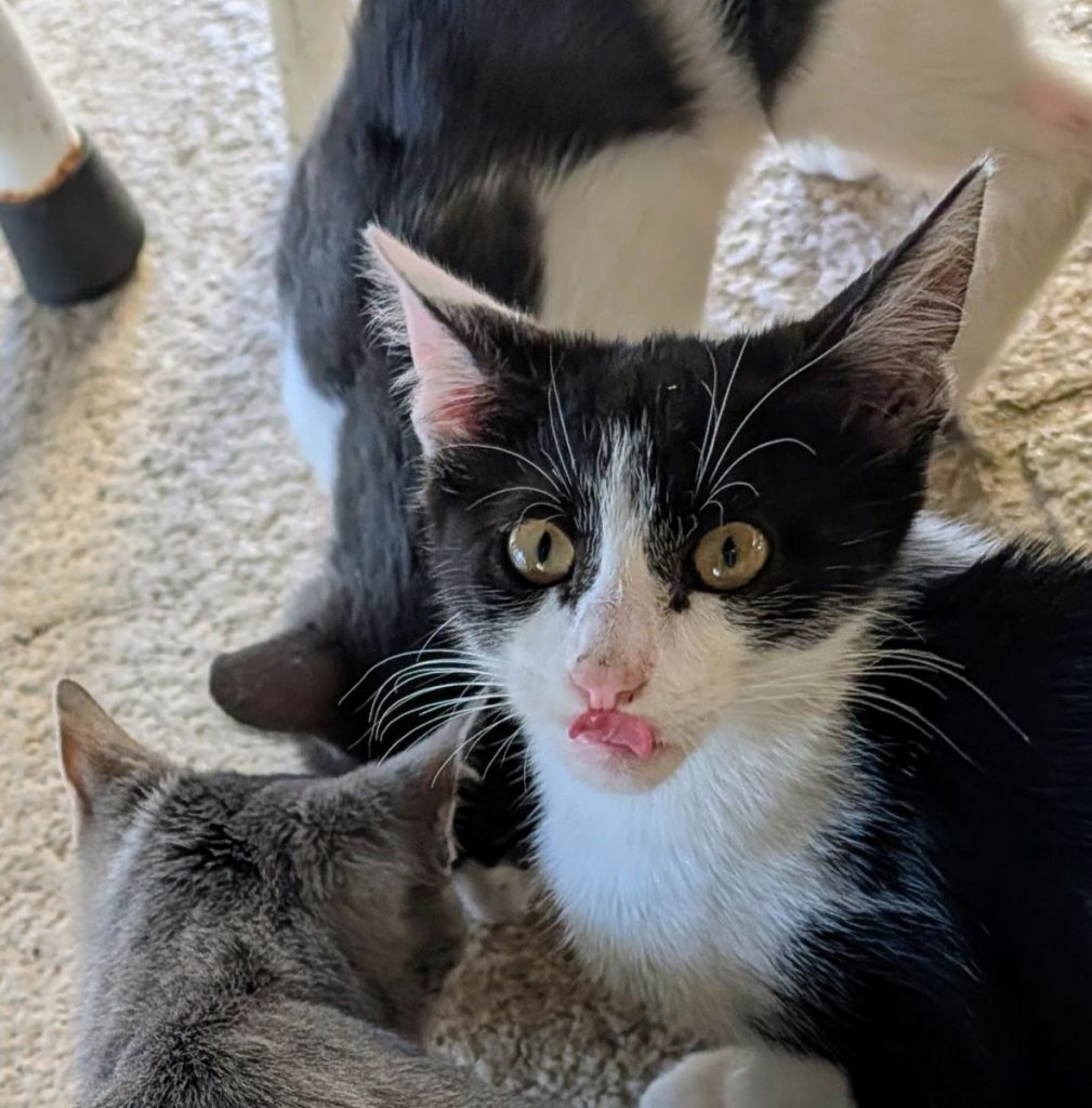 A kitten licks its lips